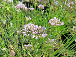 Kantiger Lauch - Allium angulosum